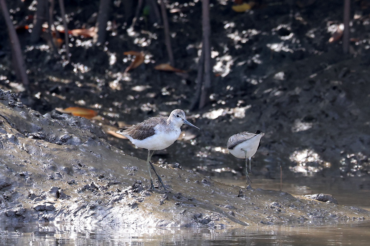 Greenshank